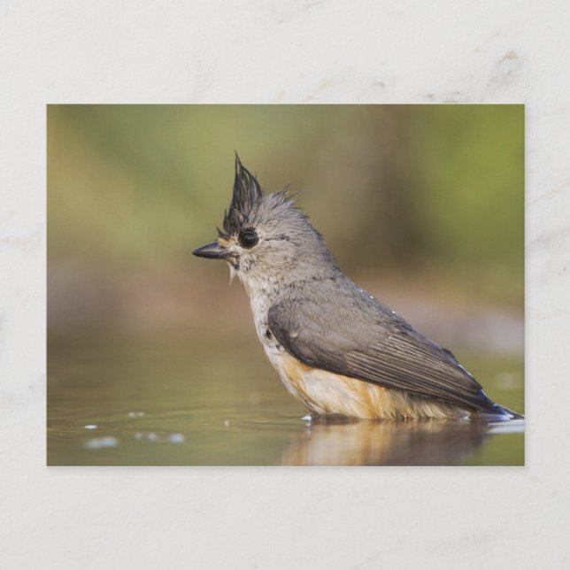 Titmaus, schwarz, Baeolophus Postkarte (Vorderseite)