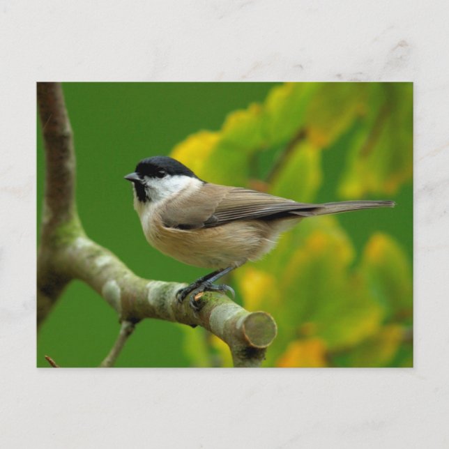 Titmouse auf der Herbstkarte Postkarte (Vorderseite)