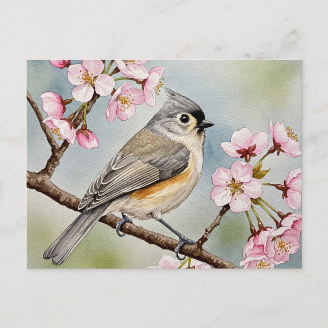 Titmouse, Sakura, Frühlingspostkarte Postkarte (Vorderseite)