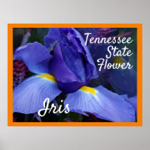 TN Iris Poster Tennessee Staat Blume