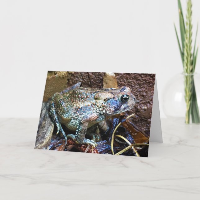 Toad, carte (Devant)