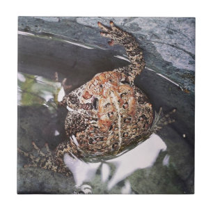 Toad Fliese
