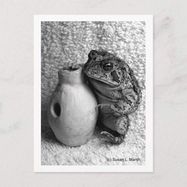 Toad frog Halten udu Schlagzeug Foto Postkarte (Vorderseite)