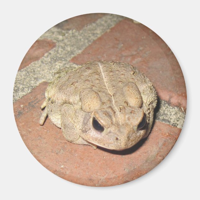 Toad Frog Magnet (Vorne)