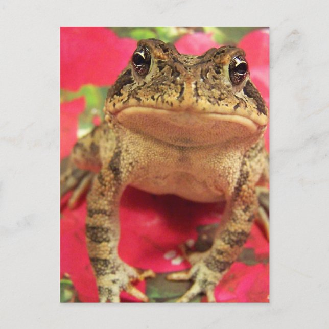 Toad Frosch stehend gegen Bougainvillea hinten Postkarte (Vorderseite)