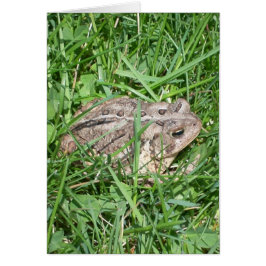 Toad in Gras