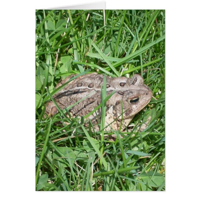 Toad in Gras (Vorne)