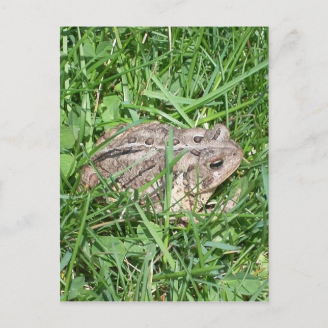 Toad in the Grass Postkarte (Vorderseite)