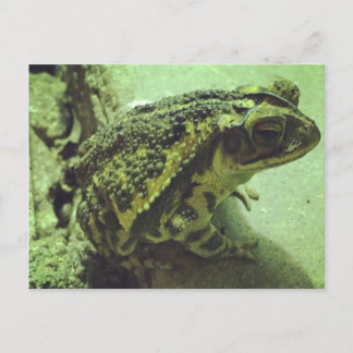Toad Postkarte