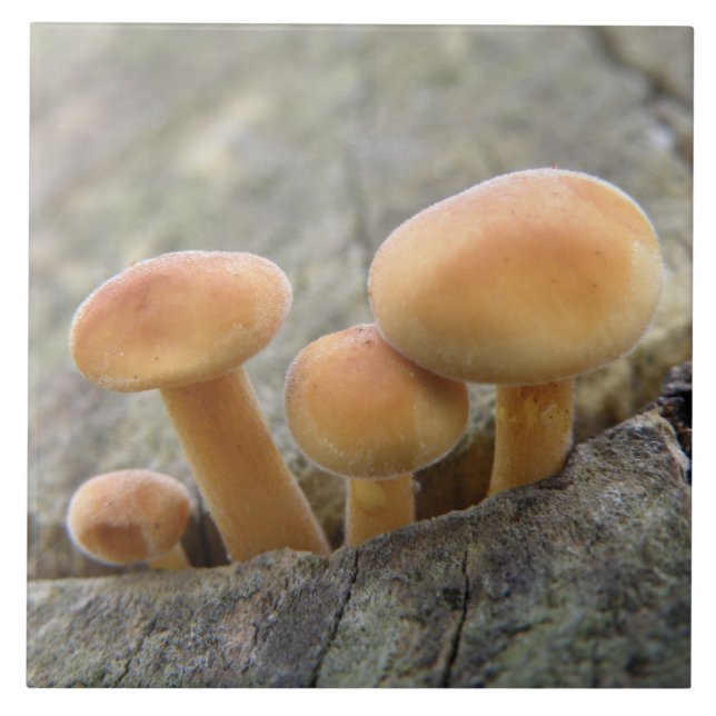 Toadstocker auf einem Baumstamm Fliese (Vorderseite)