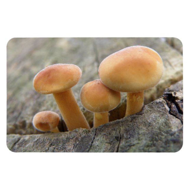 Toadstocker auf einem Tree Trunk Flexi Magnet (Horizontal)