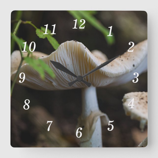 Toadstol Schirmwand Quadratische Wanduhr (Vorderseite)