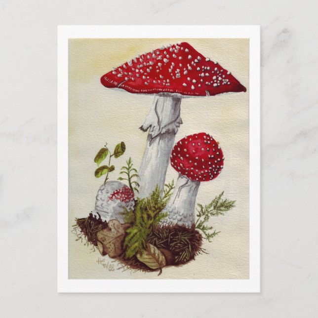Toadstool Postkarte (Vorderseite)