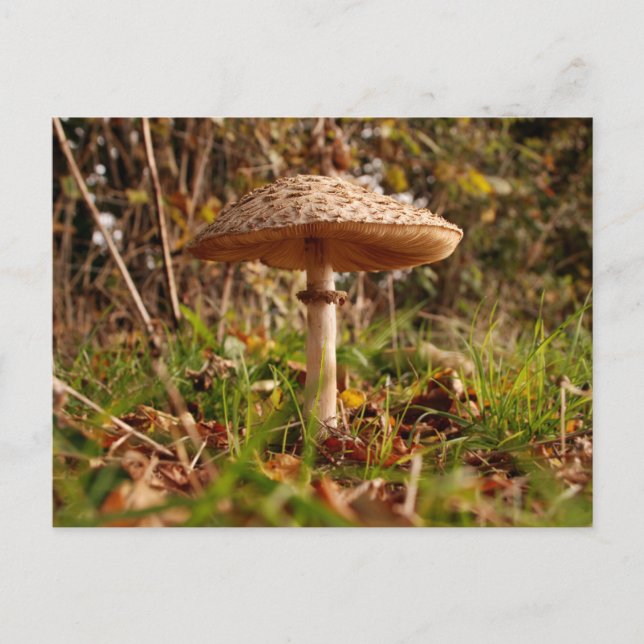 Toadstool Postkarte (Vorderseite)
