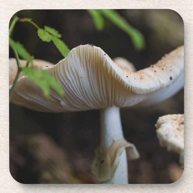 Toadstool Umbrella Getränkeuntersetzer (Vorderseite)