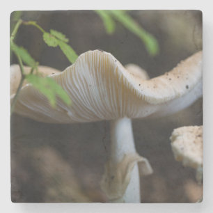 Toadstool Umbrella Steinuntersetzer