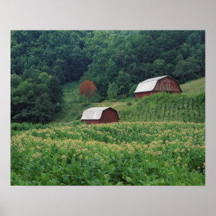 Tobacco crop and pair of red tobacco barns near poster