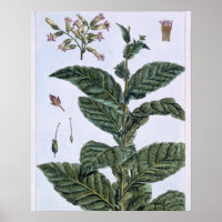 Tobacco Plant, Plattform 7, from 'Precieuse Collec