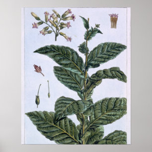 Tobacco Plant, Plattform 7, from 'Precieuse Collec Poster