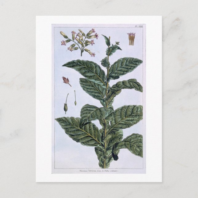 Tobacco Plant, Plattform 7, from 'Precieuse Collec Postkarte (Vorderseite)