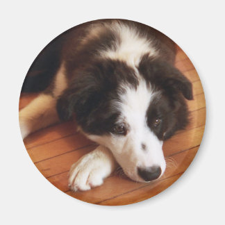 Toby2 Magnet