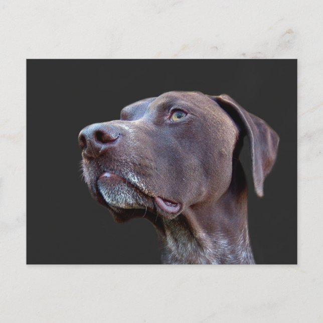 Toby Postkarte (Vorderseite)