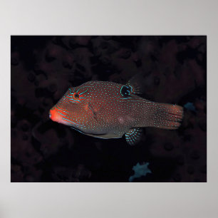 Toby Puffer Poster