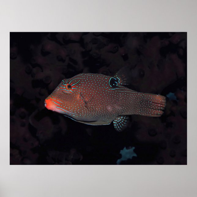 Toby Puffer Poster (Vorne)