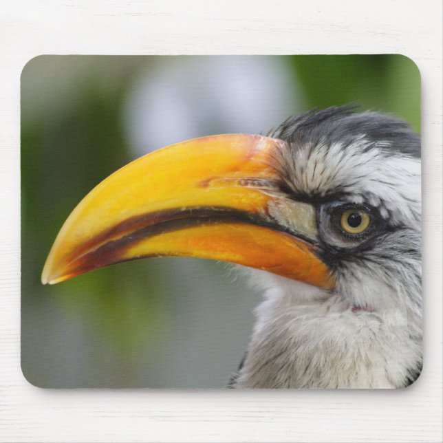 Tockus leucomelas mousepad (Vorne)
