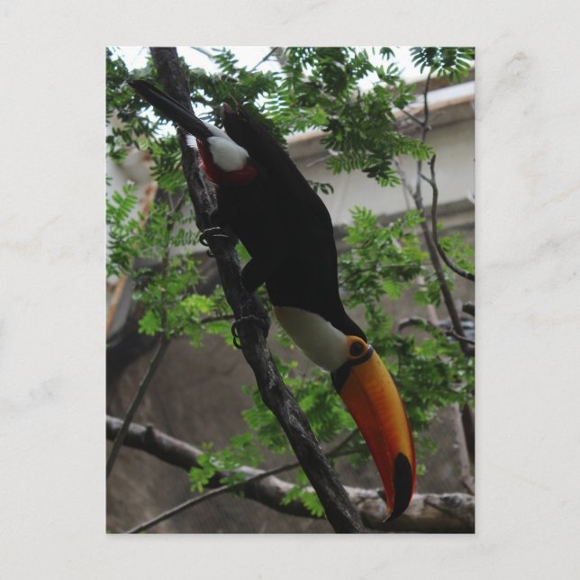 Toco Toucan # 3 Postkarte (Vorderseite)