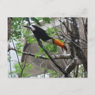 Toco Toucan # 4 Postkarte