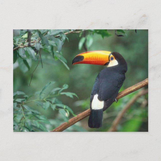 TOCO TOUCAN FOTO VOLLSTÄNDIG FARBE POSTKARTE (Vorderseite)
