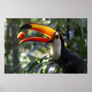 Toco Toucan Plakat