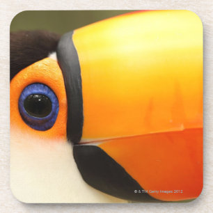 Toco Toucan (Ramphastos toco) ist das größte Untersetzer