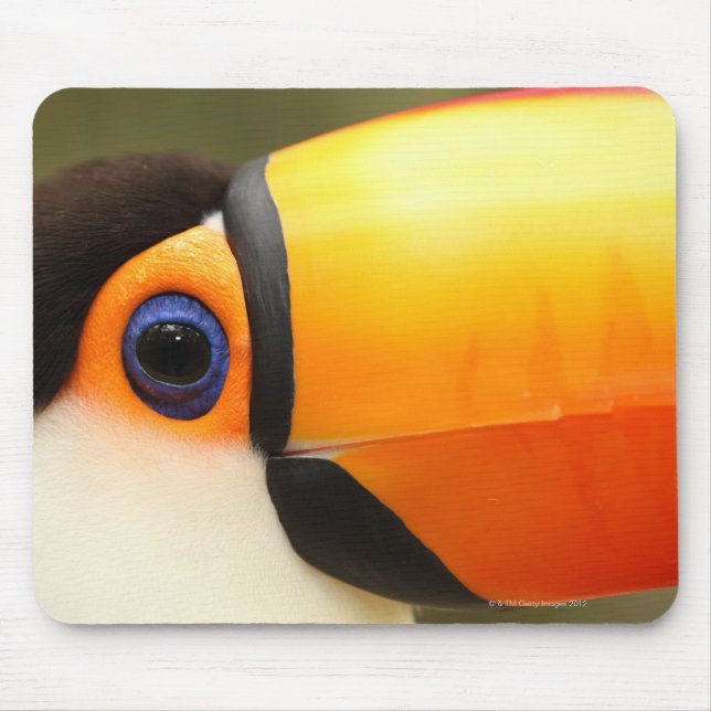 Toco Toucan (Ramphastos toco) ist der größte Mousepad (Vorne)
