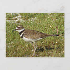 Tödliches Foto Postkarte