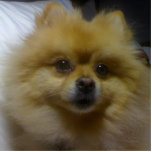Toffee der Spitz Fotoskulptur Ornament<br><div class="desc">Dieses ist mein Spitzhund, der Toffee genannt wird.</div>
