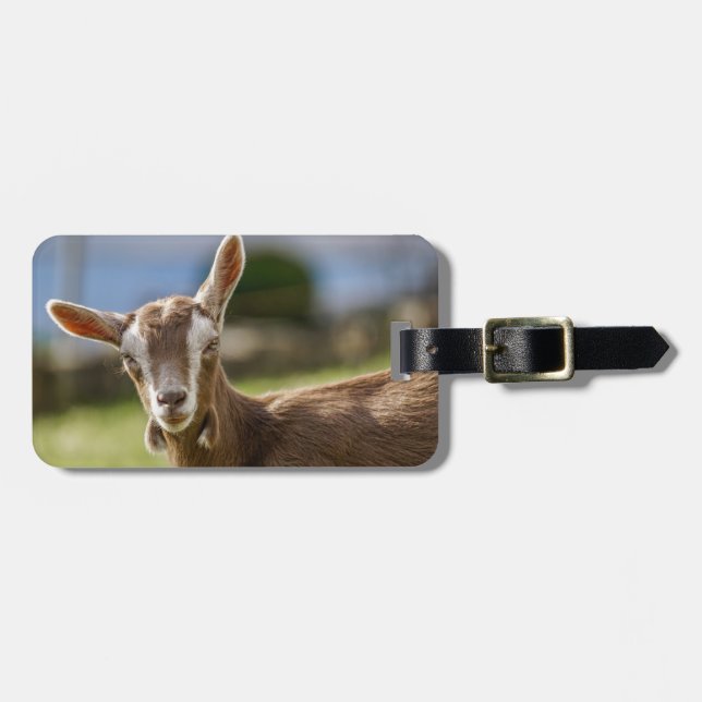 Toggenburg Dairy Goat Kid Gepäckanhänger (Vorderseite horizontal)