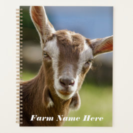 Toggenburg Dairy Goat Kid Planer