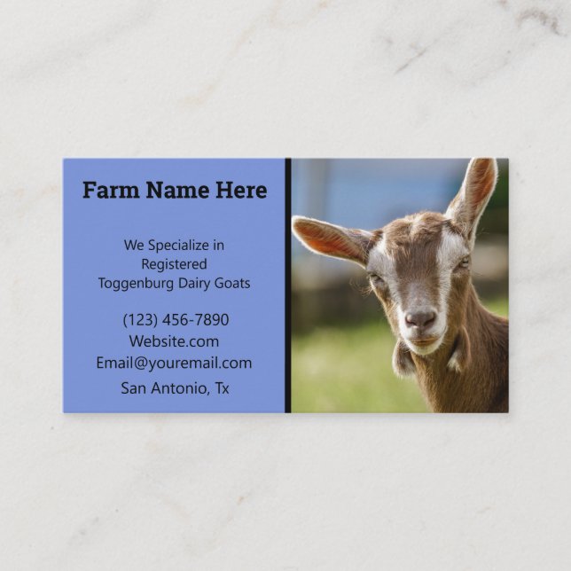 Toggenburg Dairy Goat Kid Visitenkarte (Vorderseite)