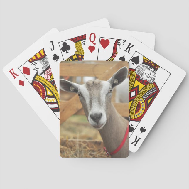 Toggenburg Milchziege Spielkarten (Rückseite)