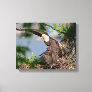 Toile 14x11 Aigle chauve quittant le nid