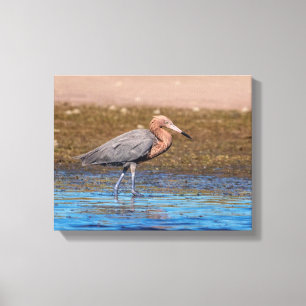 Toile 14x11 Egret rouge sur North Beach
