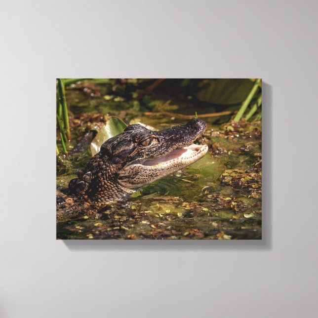 Toile 14x11 Jeune Alligator (Recto)