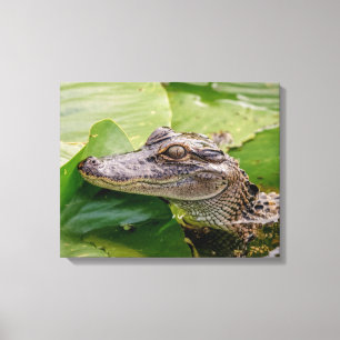 Toile 20x16 Jeune Alligator