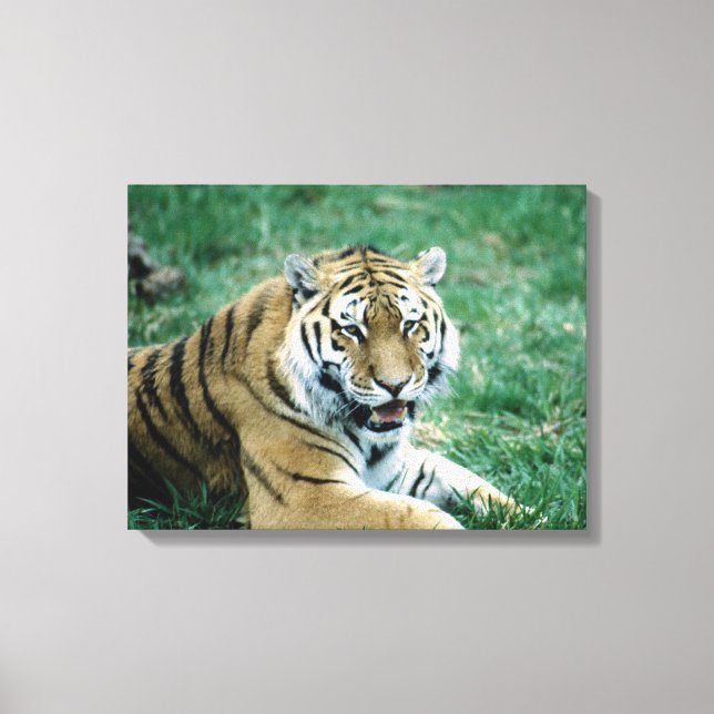 TOILE 24103189 (Recto)