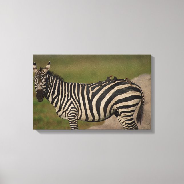 TOILE 24109277 (Recto)