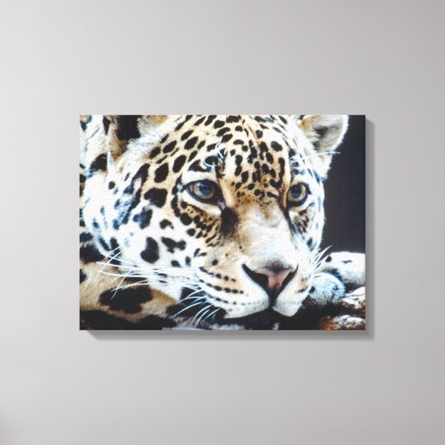 TOILE 24114363 (Recto)