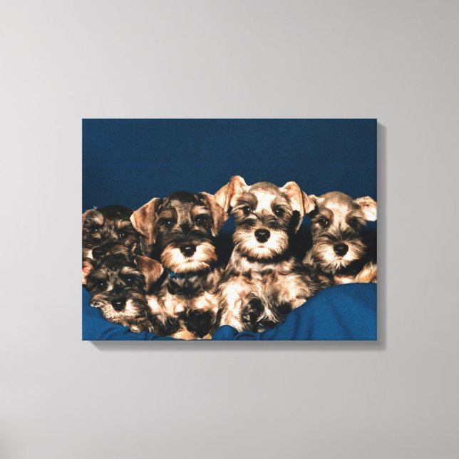 TOILE 24117057 (Recto)