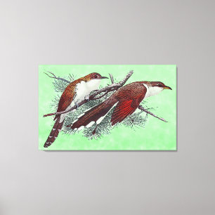 Toile à bec noir et jaune pour oiseaux de cacao Im